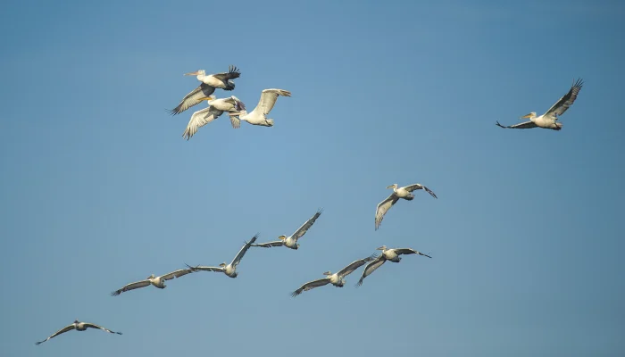 compressed_ptice-05-10-06