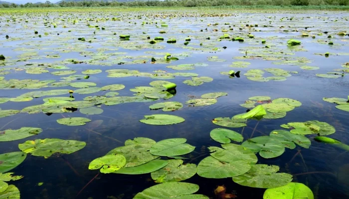skadar-lake-5